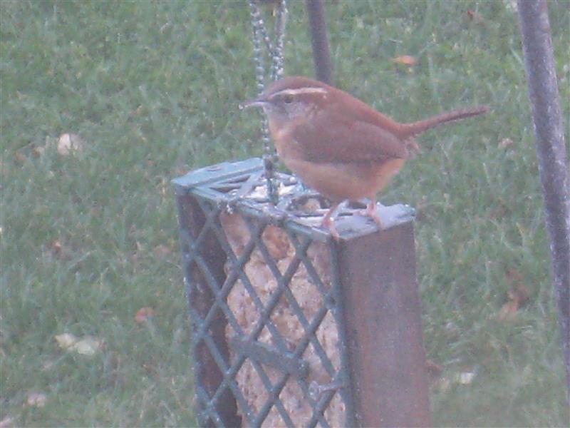  WREN, Carolina 